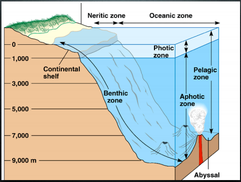 who does bacteria survive in the abyssal zone of the ocean